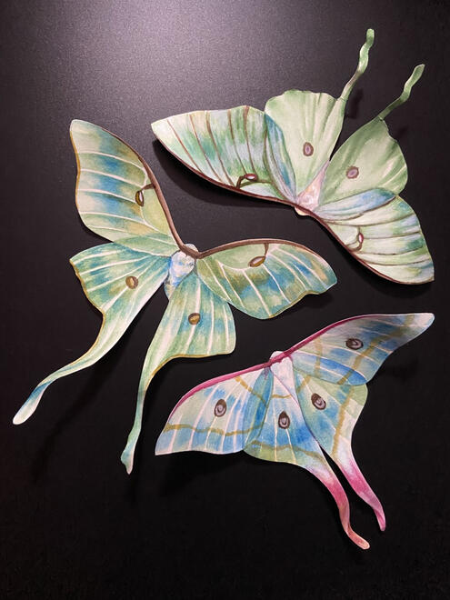 several green luna moths sit together in a circular formation. their wings have light blue and pink spots.