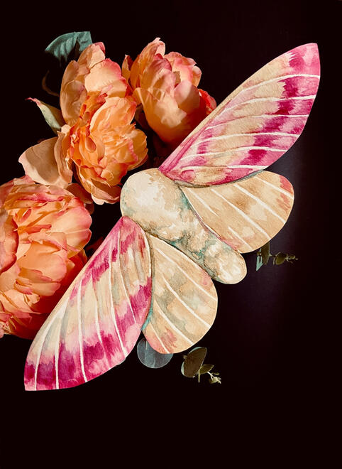 a pink and yellow moth sitting on orange flowers. the pink colors the edge of its wings.