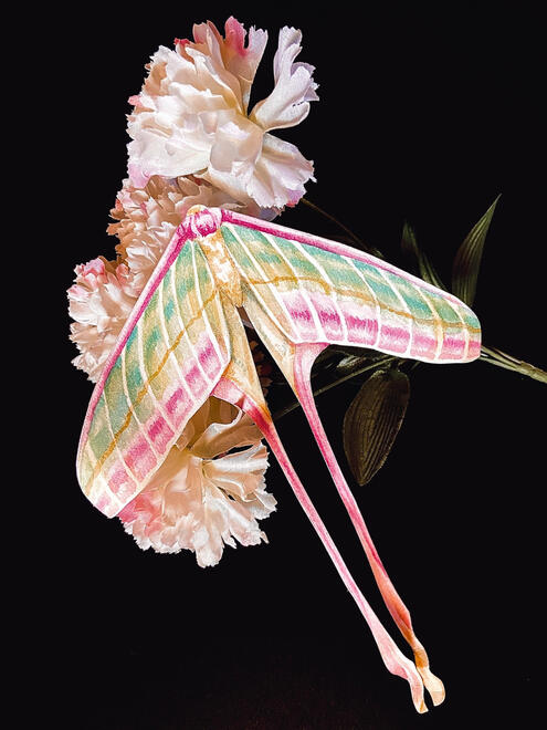 a moth with wings that are half pink and half green. its wings are long and become pinker as the length progresses.