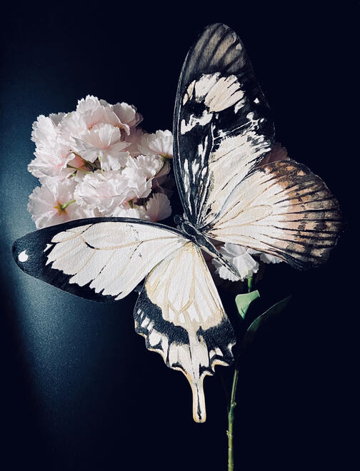 a black and white butterfly surrounded by white and light pink flowers. the butterfly's black markings resemble a mosaic.
