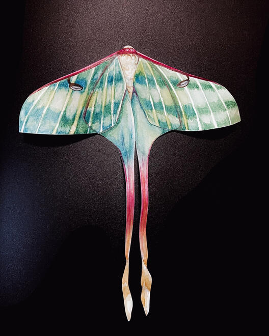 a long green moth with pink at the ends of its wings. it's larger than the previous moths.