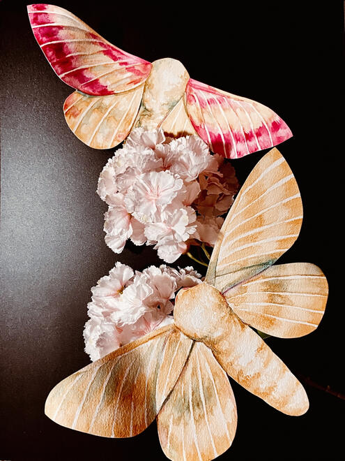 an entirely yellow moth that looks similar to the pink and yellow one. both are sitting together on white flowers.