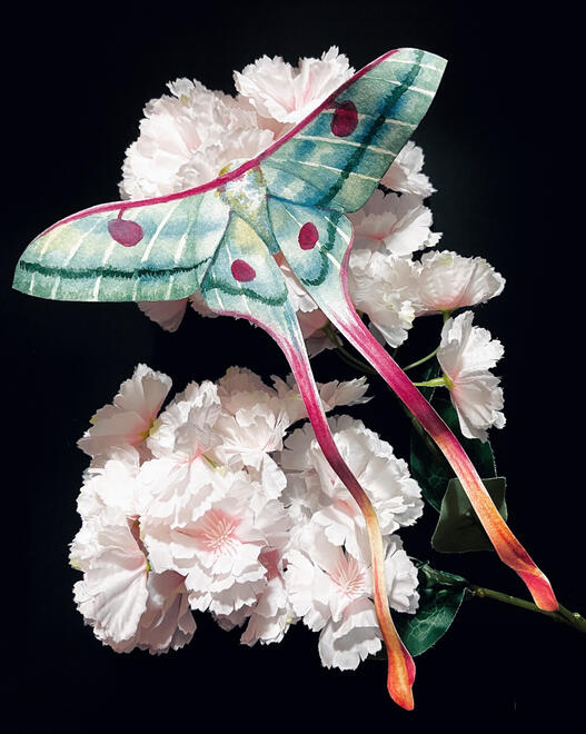 a teal moth with dark magenta marking. dark green and orange colors are scattered throughout its wings.