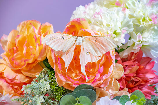 a luna moth missing its head is seated on the same large red flower from previous photos. its wings have faded white.