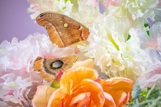 two orange polyphemus moth wings sit above a red flowers and between white flowers. their coloration almost matches the red.