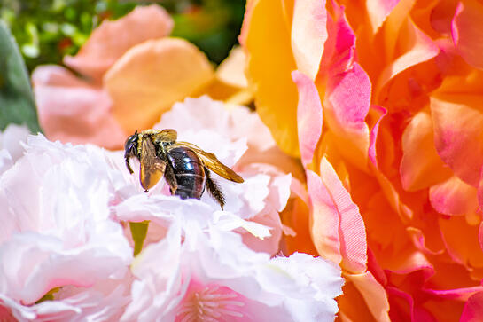 the same bee from the previous image now sits on a white flower, appearing to be climbing upwards.