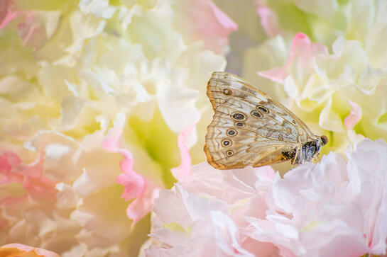 half of a butterfly is seated on a pink flower surrounded by white flowers. it is missing most of its legs.