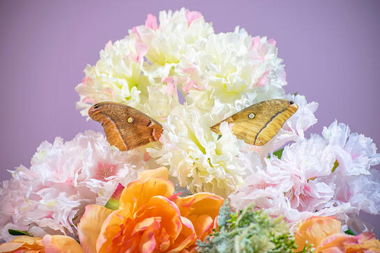 the same polyphemus wings from before now have greater distance between each other. they sit on the white flowers still.