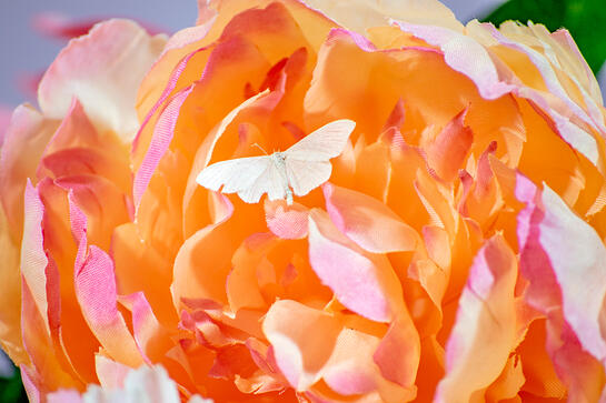 a small white moth sits on a red large red flower. the red color consumes most of the image.