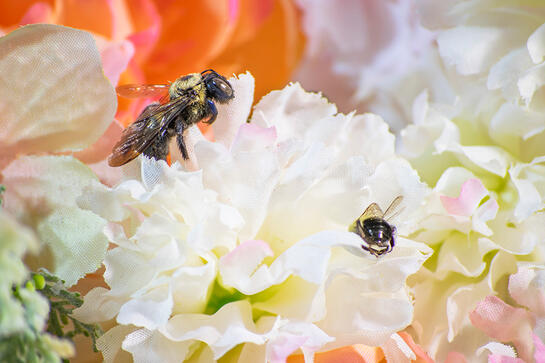 two bees share the same white flower. in the background are soft red tones of other flowers.