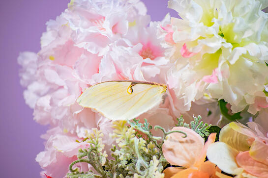 a wing from a luna moth is positioned on top of pink and white flowers. it has a similar shape to the flower petals.
