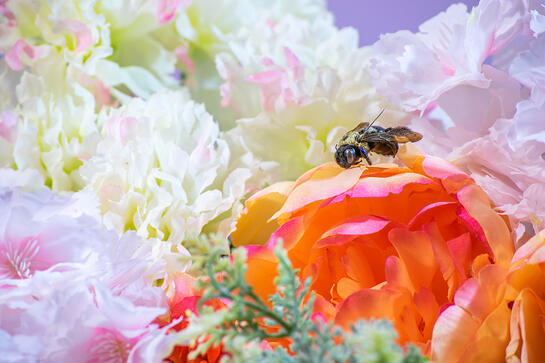 in a colorful scene of follows, a small bee sits on top of a bright red one. the background is a soft purple.