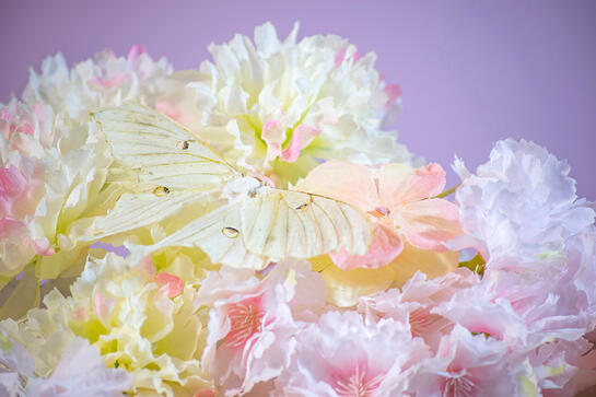 the same luna moth is now found on white and pink flowers. the pale color of its wings help it blend in with the scene.
